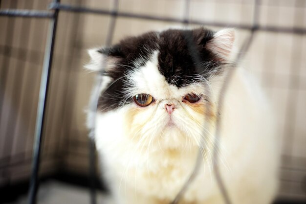 Un gros chat dans une cage.