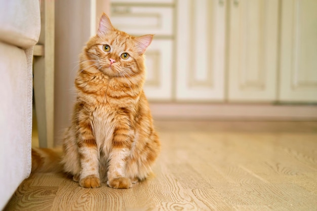 Le gros chat dans le salon à la maison espace pour la cuisine de texte en arrière-plan