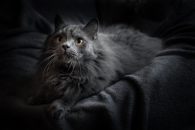 Un gros chat domestique gris pelucheux se trouve sur un fond sombre