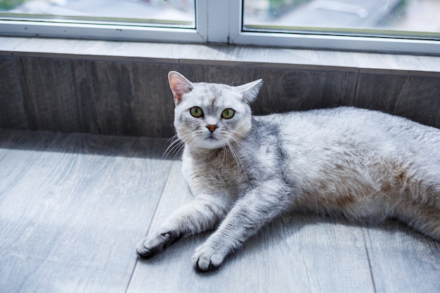 Un gros chat duveteux gris se trouve sur le sol. Le concept d'animaux de compagnie.