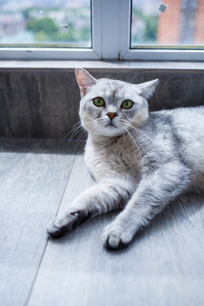 Un gros chat duveteux gris se trouve sur le sol. Le concept d'animaux de compagnie.