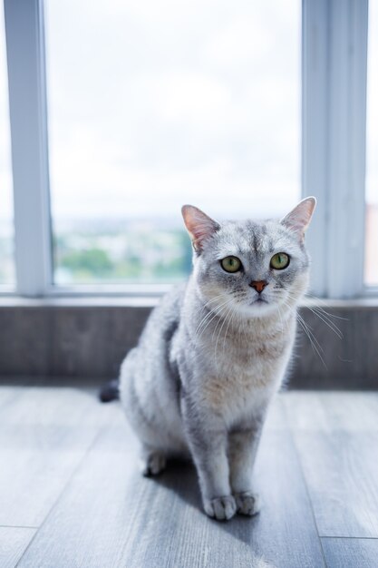 Un gros chat duveteux gris se trouve sur le sol. Le concept d'animaux de compagnie.