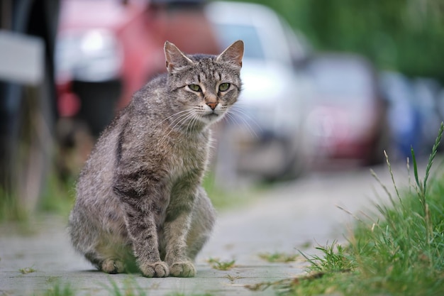 Gros chat errant gris reposant sur la rue à l'extérieur en été