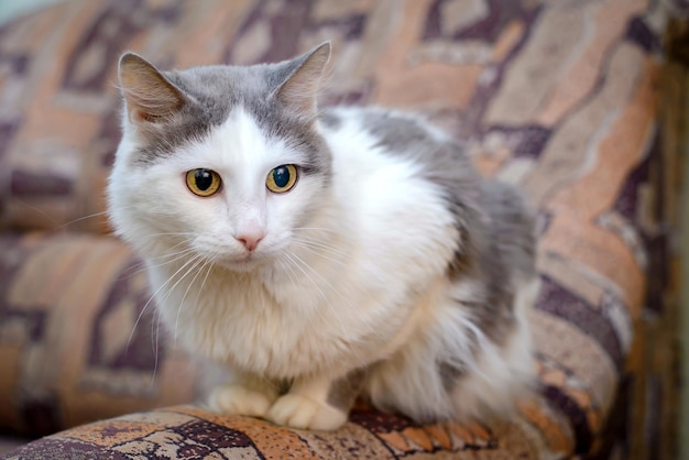 Le gros chat gris-blanc assis sur l'accoudoir du canapé à la maison