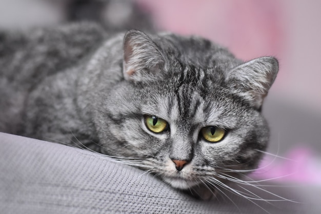 Le gros chat gris est allongé sur le canapé