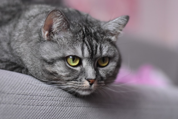 Le gros chat gris est allongé sur le canapé