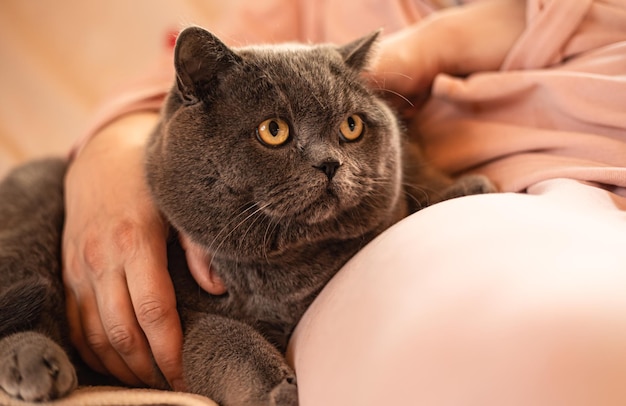 Gros chat gris est assis sur les genoux fond rose confortable maison petFluffy domestique gris shorthair britannique