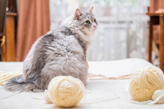 Un gros chat gris pelucheux joue avec des pelotes de laine, des fils emmêlés, s'assoit le dos parmi les écheveaux, se tourne coupablement vers l'hôtesse