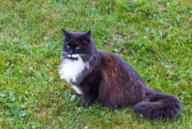 Photo gros chat sur l'herbe