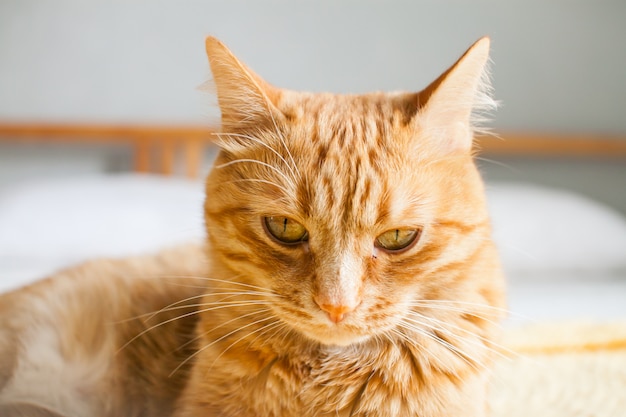 Gros chat impudent rouge sur un plaid jaune tricoté sur un lit blanc.