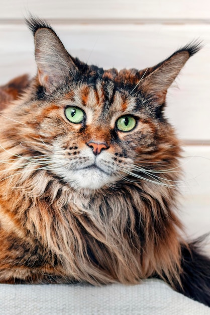 Gros chat maine coon regarde la caméra et se trouve sur le couvre-lit