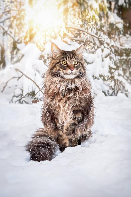 Photo un gros chat moelleux aux grands yeux jaunes est assis sur la neige dans une forêt d'hiver ensoleillée.