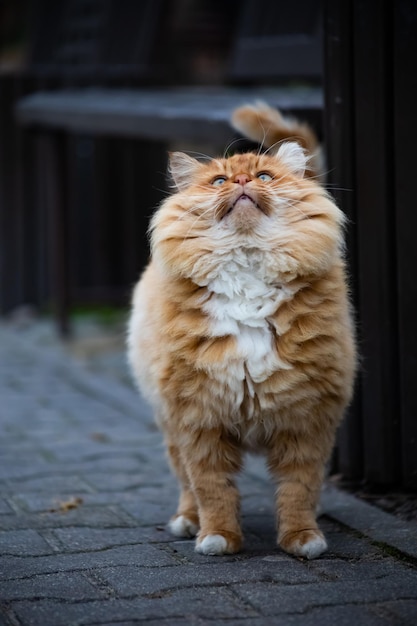 Gros chat pelucheux rouge dans la rue lève les yeux