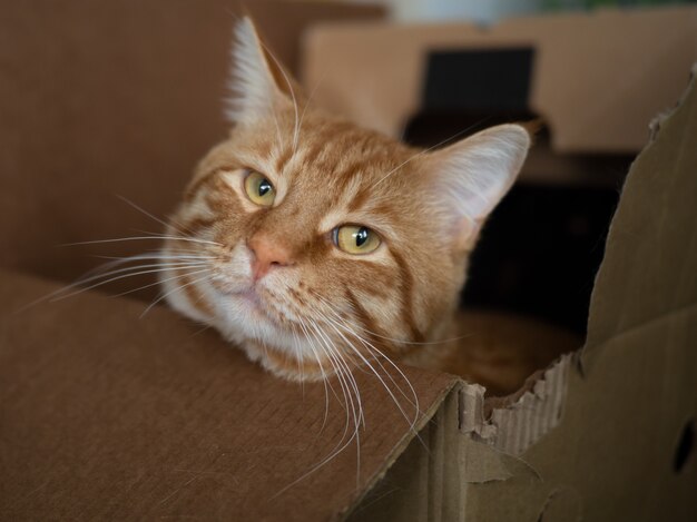 Gros chat rouge dans une petite boîte