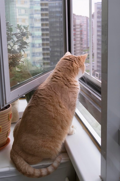 Le gros chat rouge regarde par la fenêtre