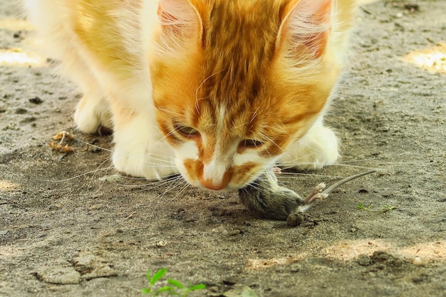 gros chat roux mange une souris dans le jardin