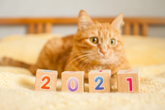 Un gros chat roux et les numéros 2021 de cubes pour enfants sur une couverture tricotée jaune. Nouvel An