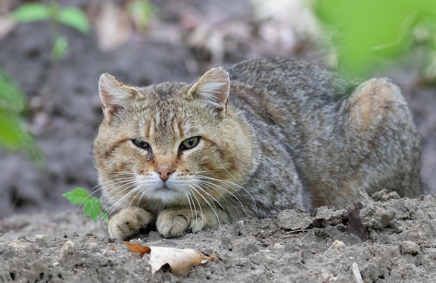 Le gros chat se cache en écoutant les oiseaux chanter à la recherche d'une proie