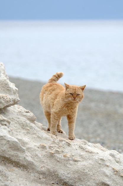 Le gros chat se dresse sur la falaise au bord de la mer