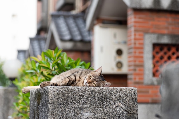 Gros chat tigré errant