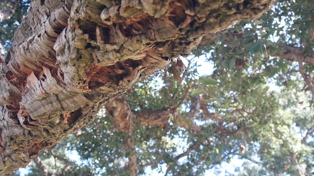 Gros chêne-liège branches de tronc de liège et feuillage de la canopée forêt ou bois