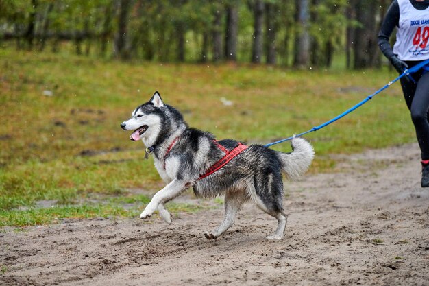 Gros chien attaché au coureur