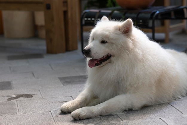 Gros chien blanc allongé sur le fond