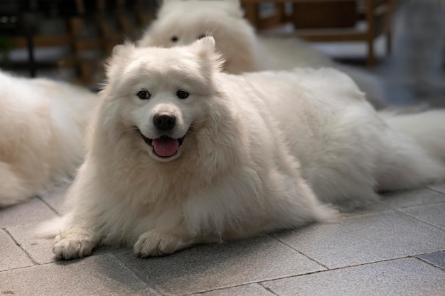 Gros chien blanc allongé sur le fond