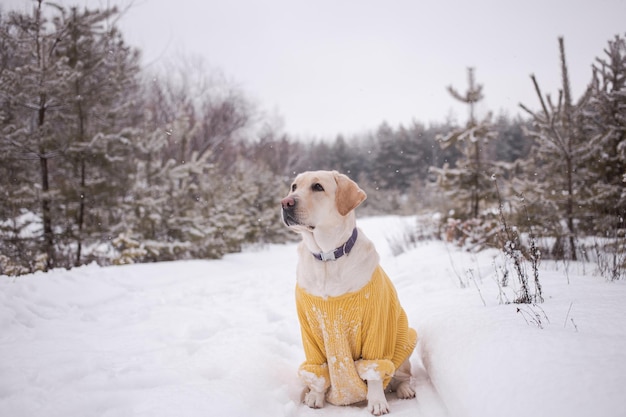 Gros chien blanc dans un pull jaune