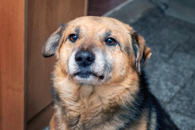 Un gros chien brun dans une pièce avec un regard attentif en gros plan