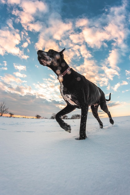 Un gros chien court dans la neige en hiver, Great Dane explore le champ de neige