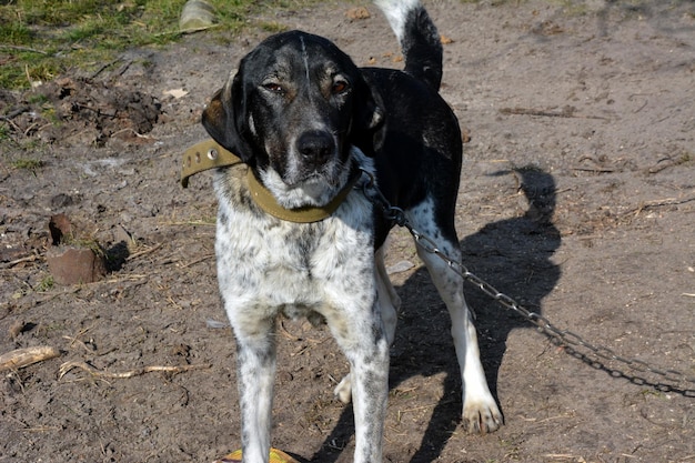 Un gros chien domestique dans un collier attaché à une chaîne garde la cour de la résidence