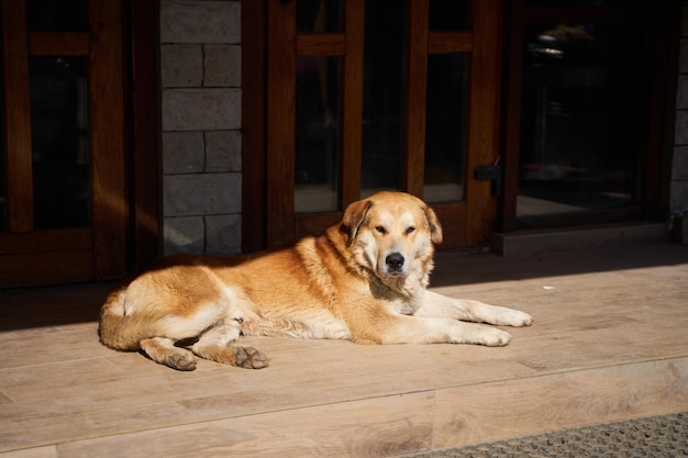 Gros chien errant paresseux se réchauffant aux rayons du soleil