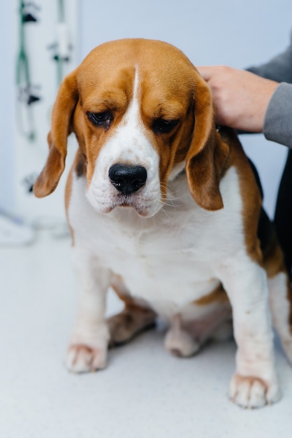 Un gros chien est en cours de préparation pour une intervention chirurgicale dans une clinique vétérinaire. Anesthésie pour le chien.