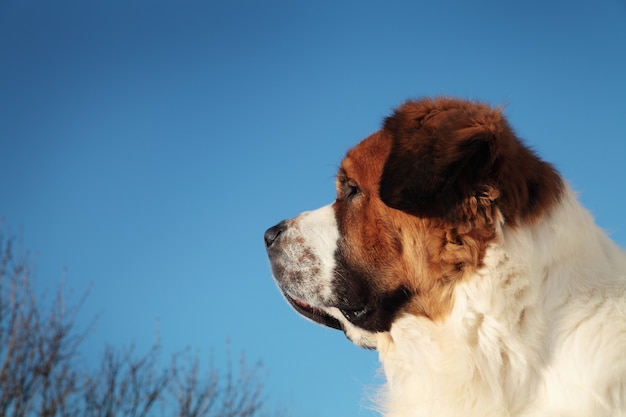 Gros chien sur fond de ciel bleu