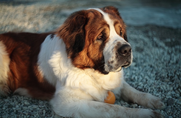 Gros chien jouant avec un ballon.