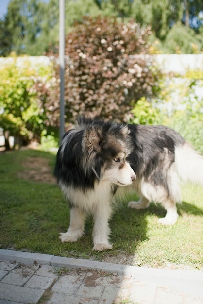 Gros chien malamute à la maison dans le jardin