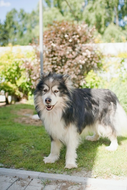 Gros chien malamute à la maison dans le jardin