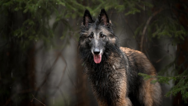 Gros chien noir dans la forêt d'automne.