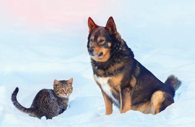 Gros chien et petit chaton assis ensemble dans la neige