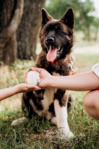 Gros chien pour une promenade avec un gars et une fille dans la prairie verte