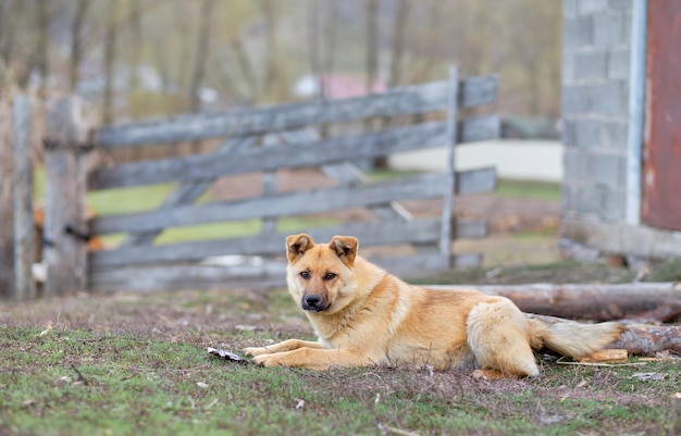 Gros chien rouge et errant à l'extérieur de la ville mangeant dans un bol dans la rue Nourrir les animaux sans abri