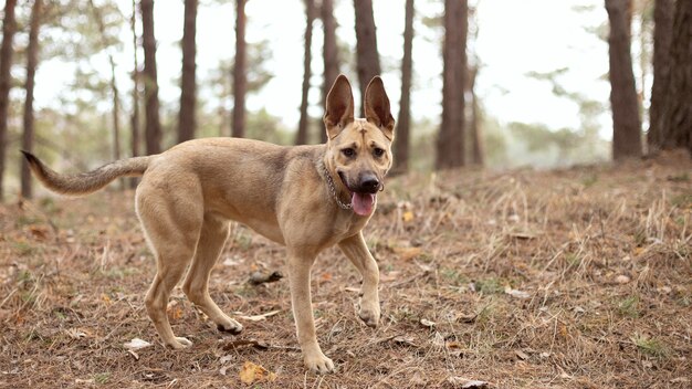 Un gros chien se promène dans la forêt.