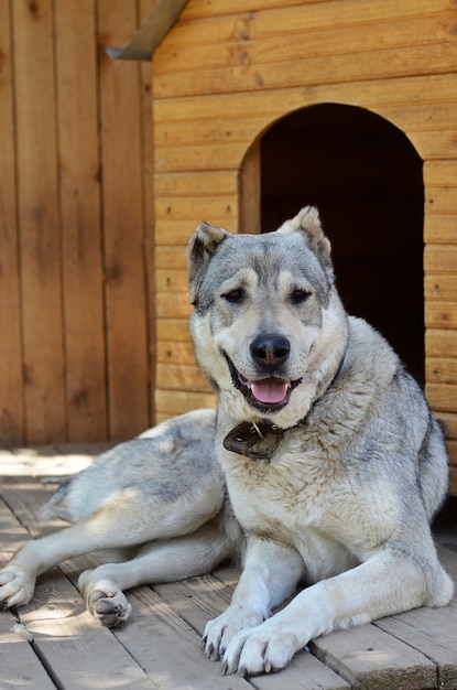 Un gros chien se repose près de chez lui