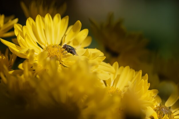 Gros chrysanthèmes jaunes dans le parc