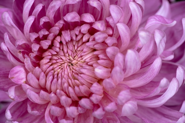 Gros chrysanthèmes violets dans le parc