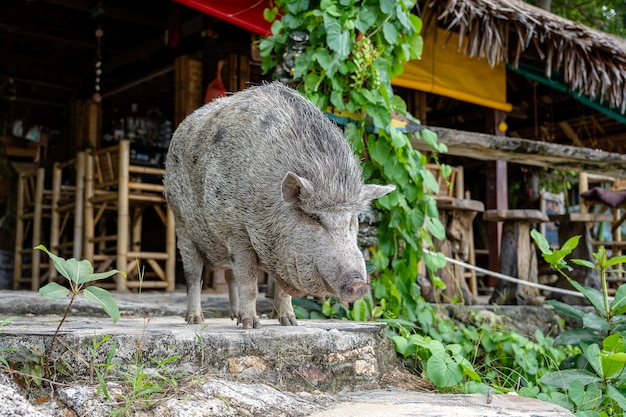 Gros cochon près du café de la plage sur l'île de Koh Phangan, Thaïlande. Fermer