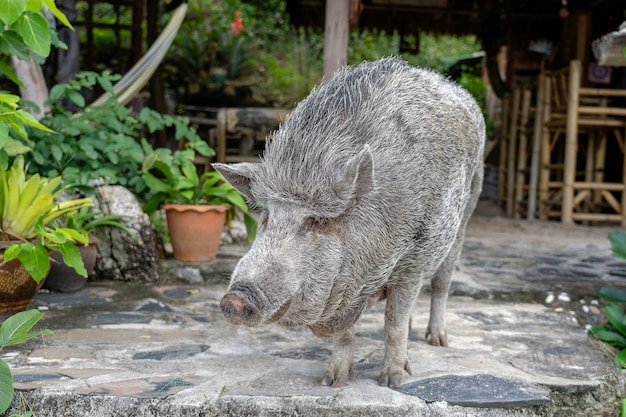 Gros cochon près du café de la plage