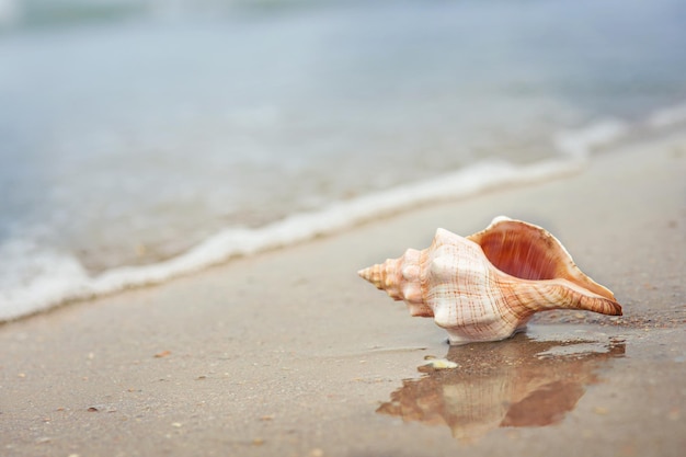 Gros coquillage sur la plage