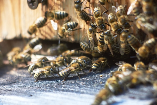 Gros Coup D'abeilles Sur Rucher